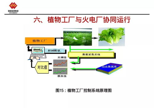 植物工厂与火电厂协同运行 能源与农业的共生之道